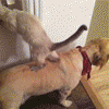 cutanimals